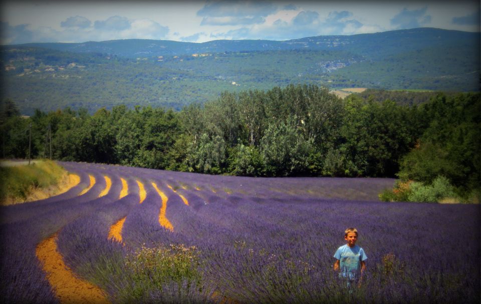 From Marseille: Valensole Lavenders Tour From Cruise Port - Key Points