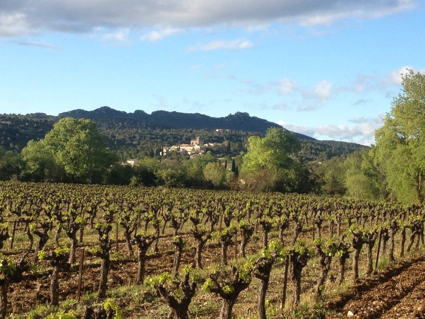 From Montpellier: Pic Saint-Loup Wine and Food Tour - Key Points