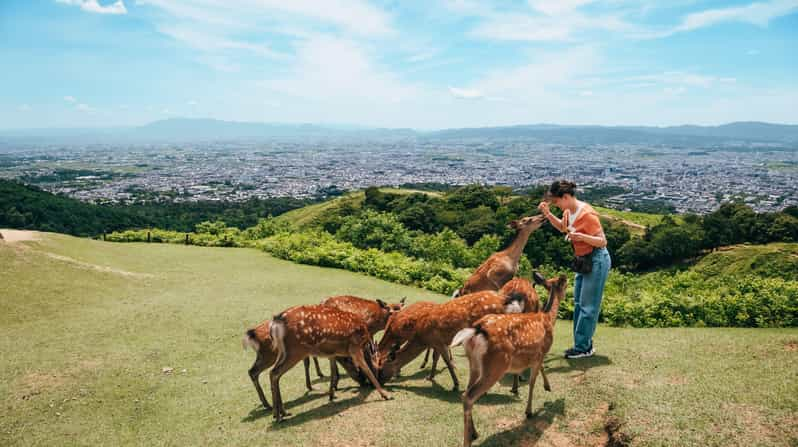 From Nara:Half-Day Bus Tour to UNESCO Heritage&Mt. Wakakusa - Key Points