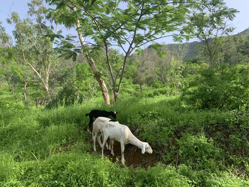 From Ponta Do Sol: Full-Day Nature Hike With a Guide - Key Points