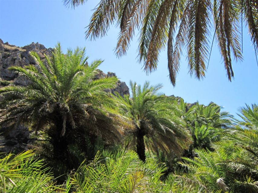 From Rethymno: Preveli Palm Forest Hike and Beach Day Trip - Key Points