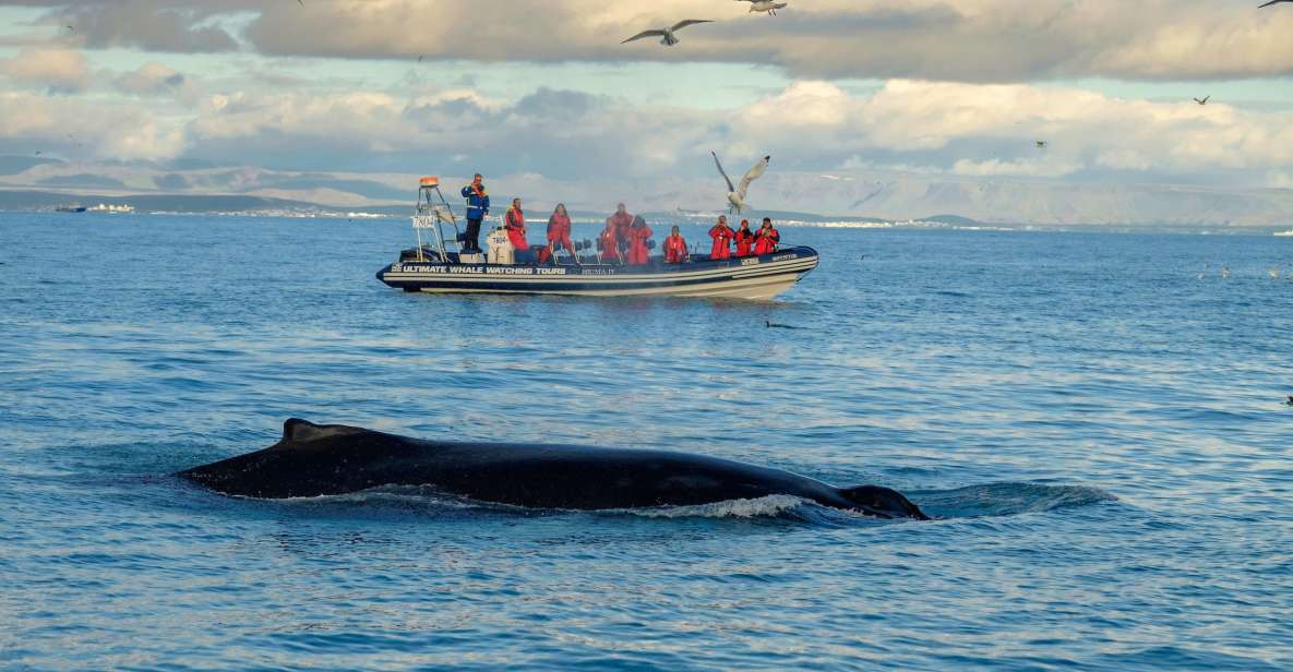 From Reykjavik: Whale and Puffin Watching RIB Boat Tour - Key Points