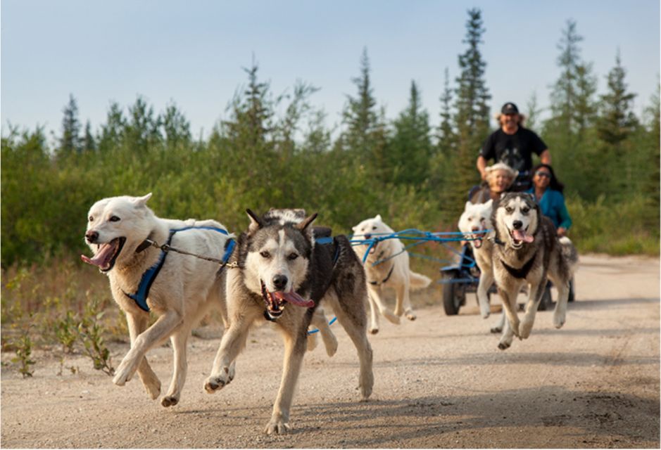 From Rovaniemi: Autumn Husky Safari Adventure - Key Points