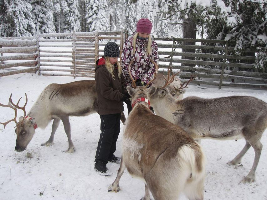 From Rovaniemi: Lapland Reindeer and Husky Sled Safari - Key Points