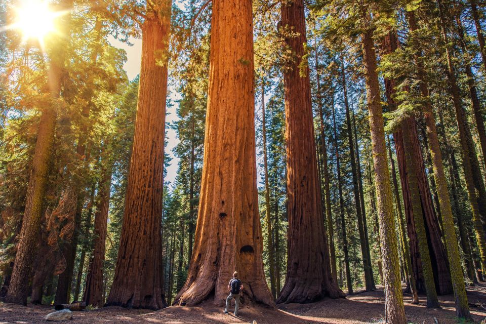 From San Francisco: Muir Woods Guided Bus Tour - Key Points