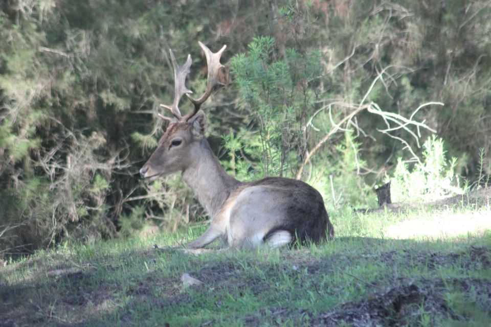 From Seville: Doñana National Park Full-Day Private Tour - Key Points