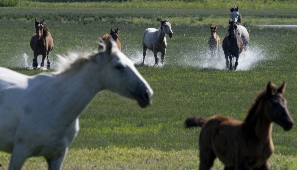 From Seville: Doñana Natural Park, El Rocío and Matalascañas - Key Points