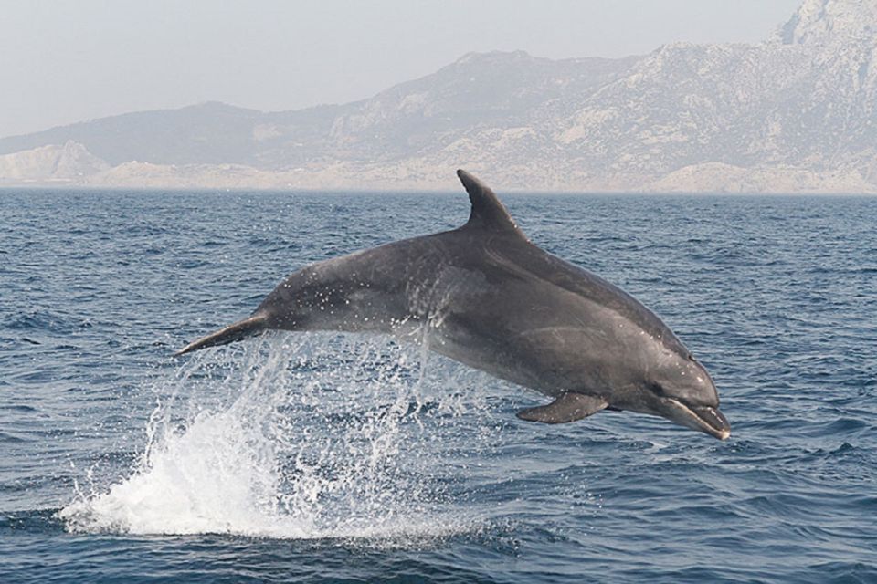 From Seville: Gibraltar Dolphins Watching Day Trip - Key Points