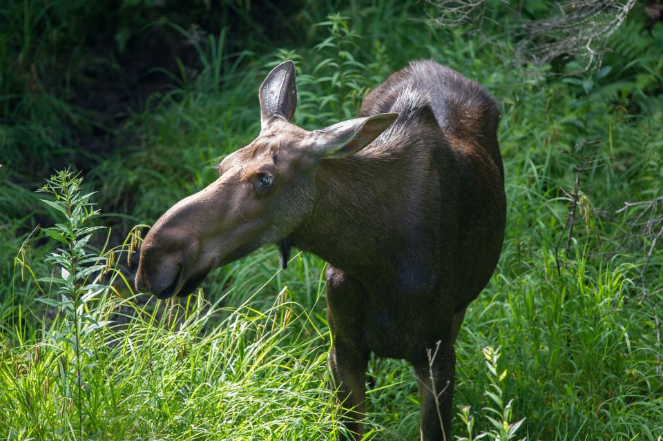 From Skagway: White Pass Summit Guided Bus Tour - Key Points