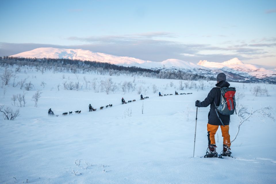 From Tromsø: Guided Husky Snowshoe Hike and Husky Camp Visit - Key Points