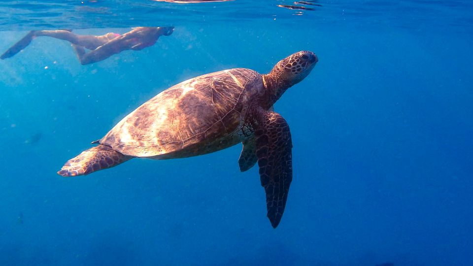 From Waikiki: Turtle Canyons Snorkeling Tour - Key Points