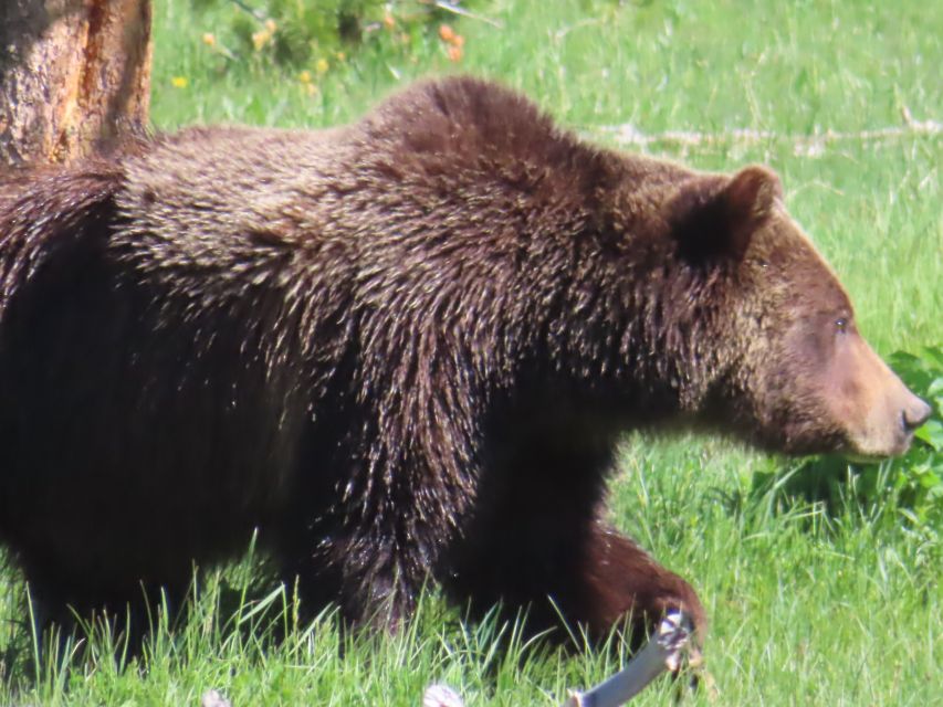 From West Yellowstone: Lower Loop Active Van Tour - Key Points