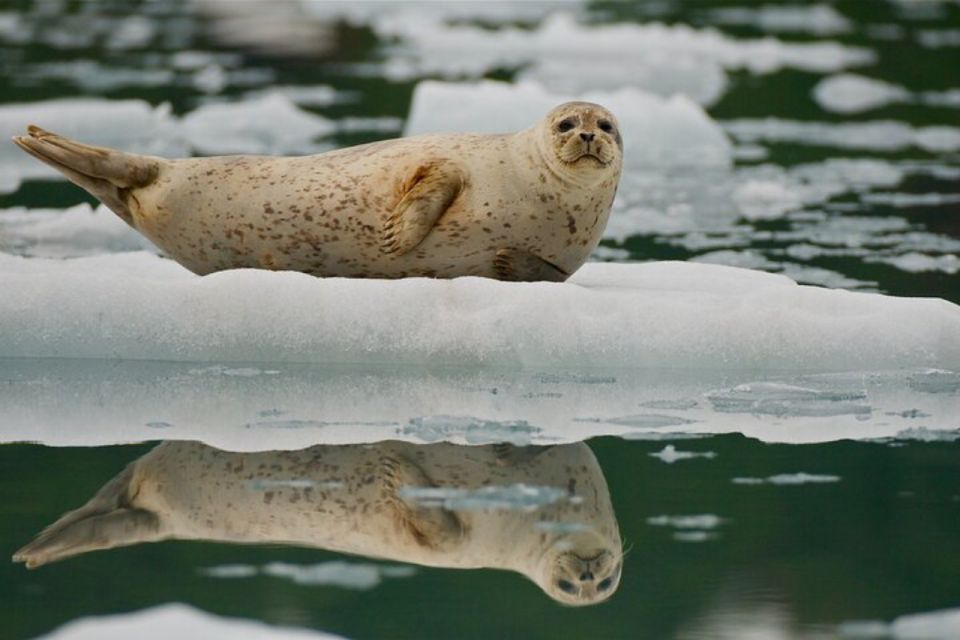 From Whittier/Anchorage: Prince William Sound Glacier Cruise - Key Points