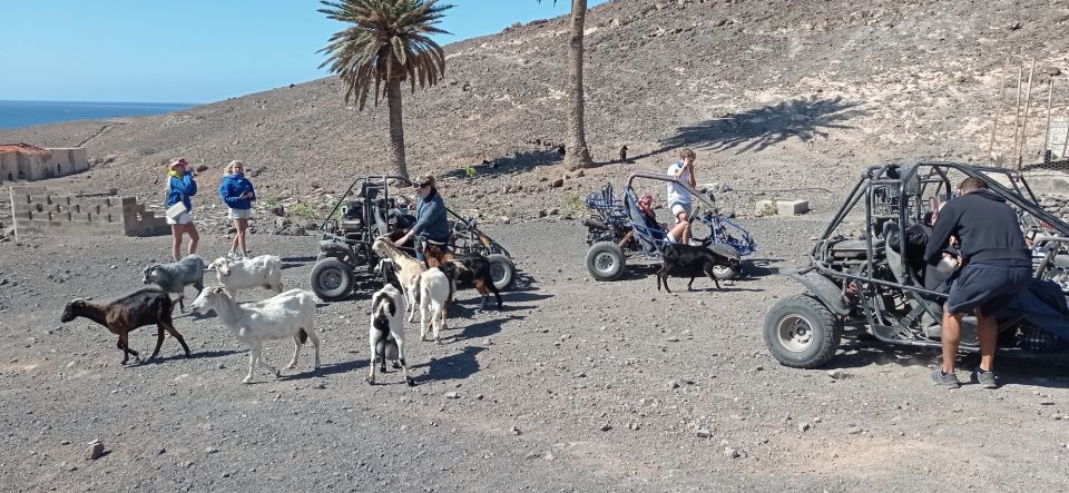 Fuerteventura: Jandía Natural Park & The Puertito Buggy Tour - Key Points