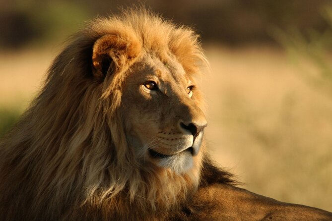 Full Day Big 5 Aquila Safari Private Transfers Including Park Fee From Cape Town - Key Points