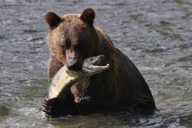 Full Day Grizzly Bear Tour to Bute Inlet - Key Points