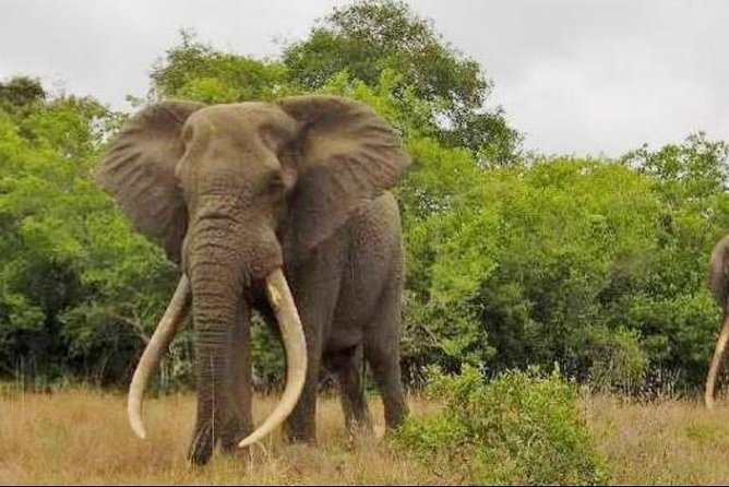 Full Day Private Addo Elephant Safari Min 2 Pax Max 6 Pax - Key Points