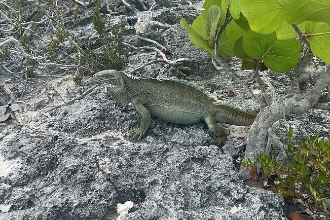 Full Day Private Charter Tour Turks and Caicos - Inclusions