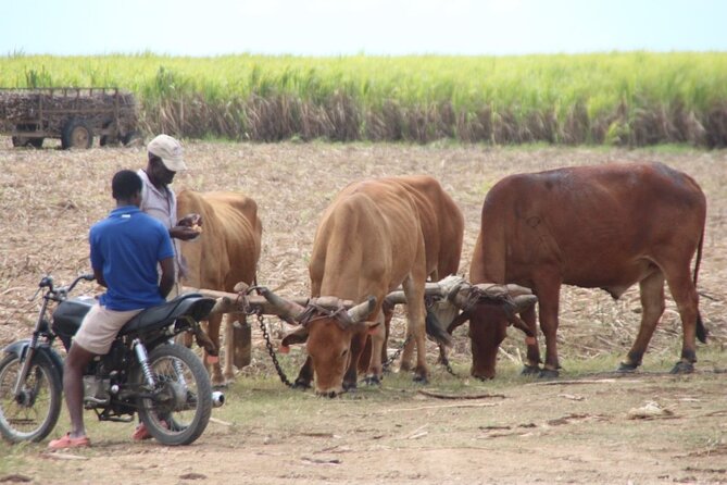 Full-Day Sunset Buggy / 4 Wheels Tour - Venture Into Dominican Backcountry