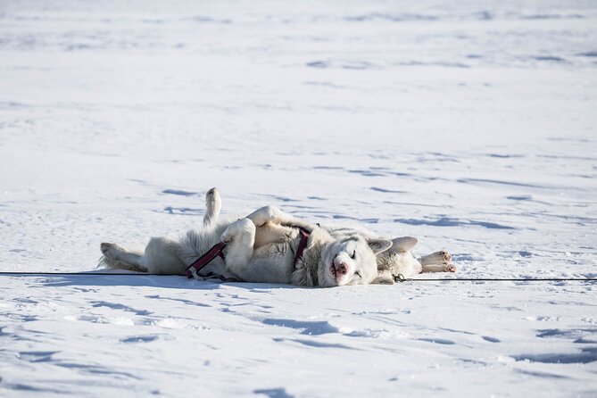 Fun & Easy Dog Sledding Adventure - Early Bird - Key Points