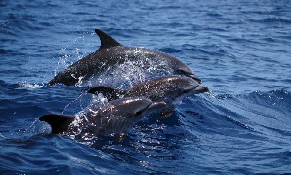 Funchal: Dolphin and Whale Watching Cruise - Key Points