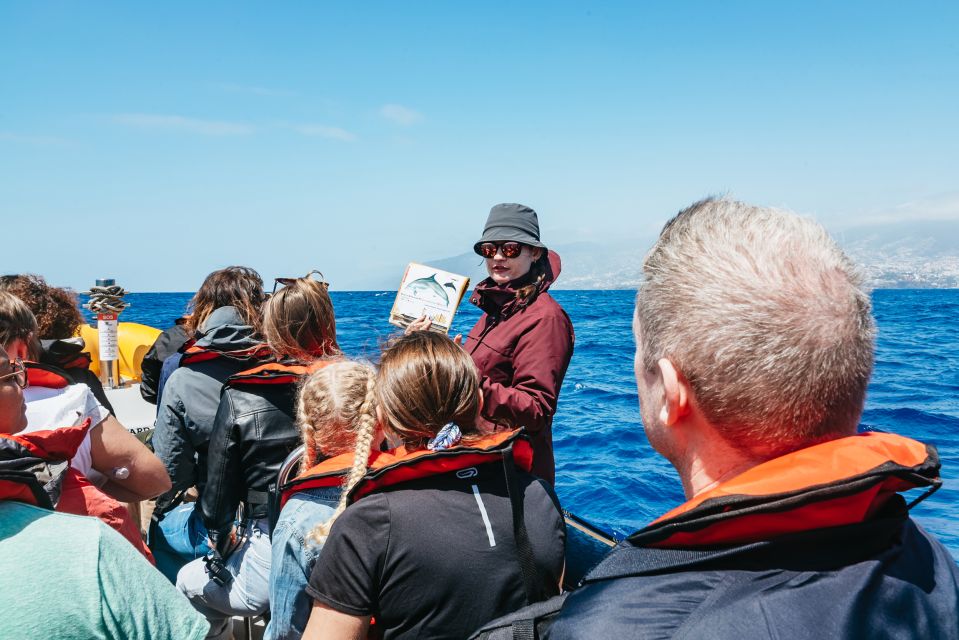 Funchal: Whale and Dolphin Watching Speed Boat Tour - Key Points