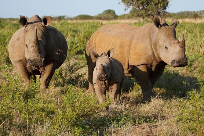 Game Drive and Short Rhino Walk - Key Points