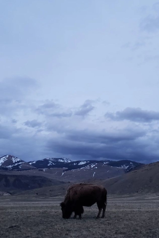 Gardiner: Yellowstone National Park Wildlife Guided Tour - Key Points