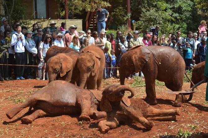 Giraffe Centre, Elephant Orphanage, and Bomas of Kenya Day Tour From Nairobi - Key Points