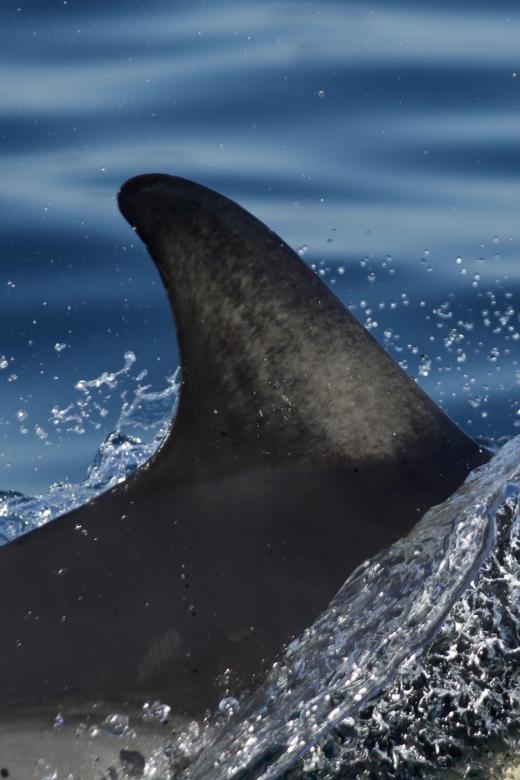 Godrevy to Hells Mouth Boat Trip - Key Points