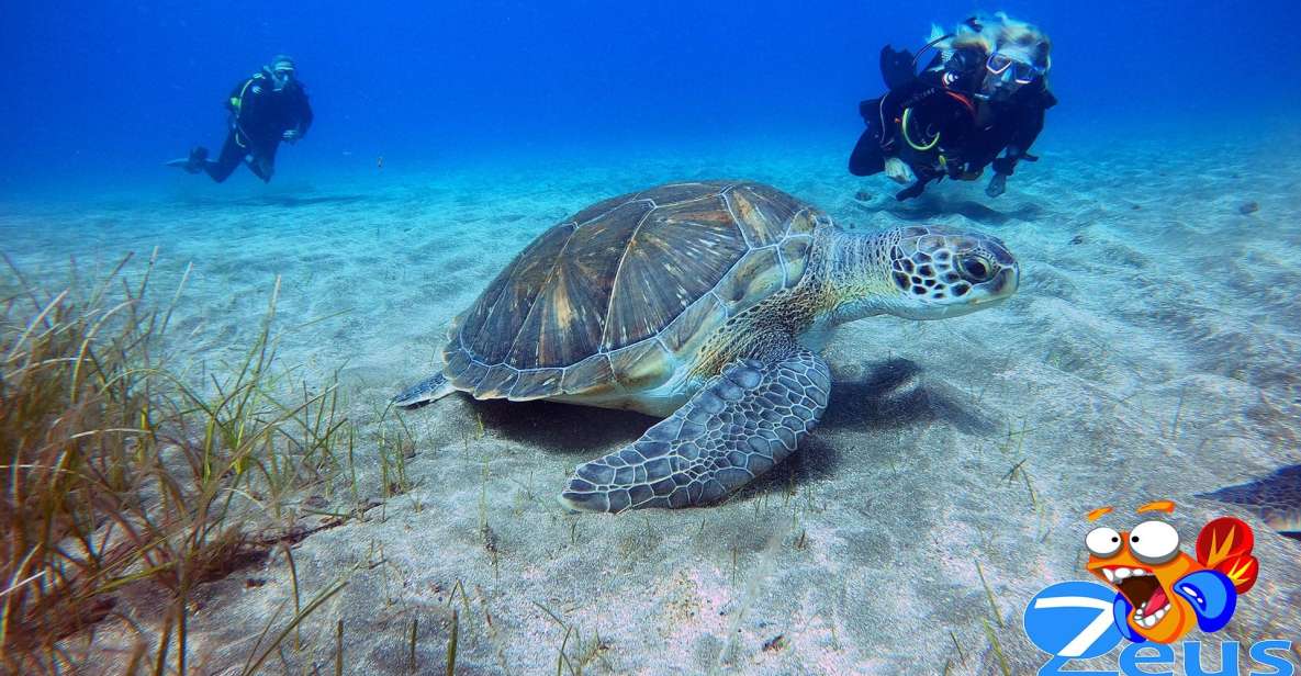 Gran Canaria Scuba Diving for Certified Divers - Key Points