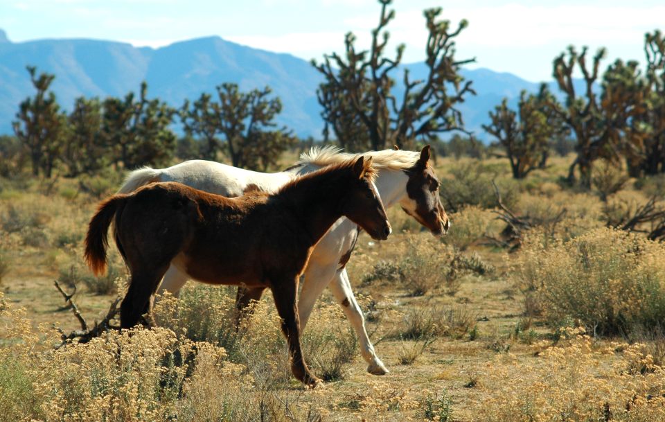 Grand Canyon West & Hoover Dam Combo Tour - Key Points