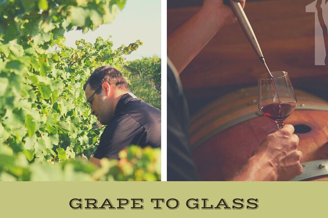 Grape to Glass Wine Experience - Key Points