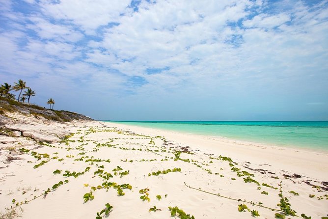 Half Day Private Charter Tour Turks and Caicos - Key Points