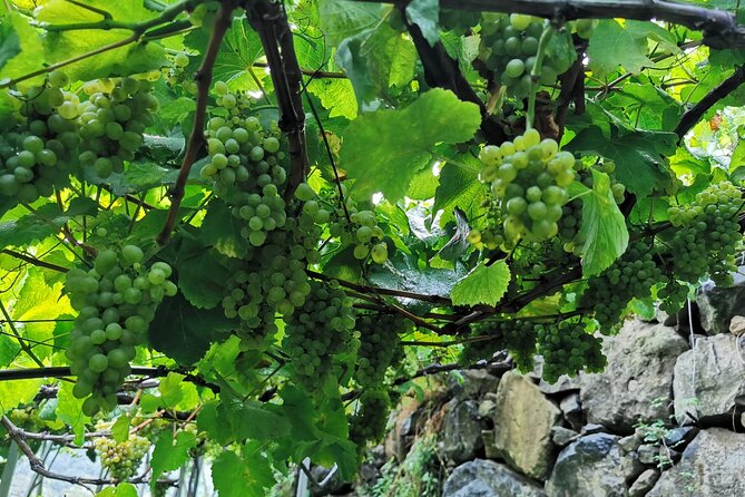 Half-Day Small-Group Wine Tour in Madeira - Itinerary Details