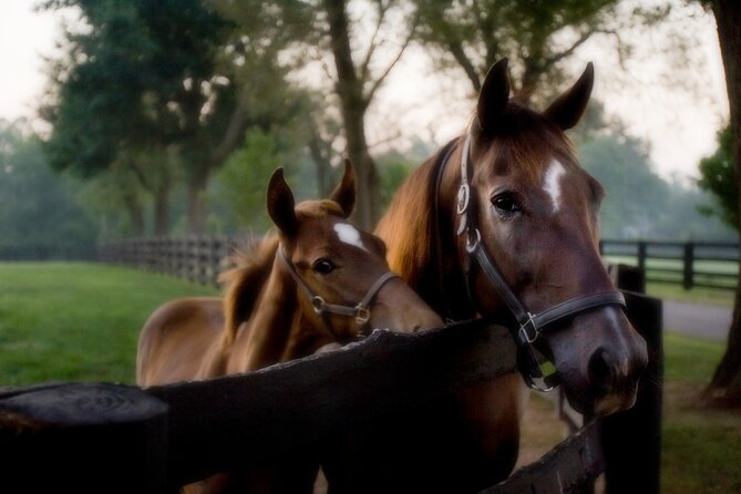 Half-Day Thoroughbred Horse Farm Tour in Kentucky - Inclusions and Recommendations