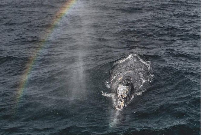 Half-Day Whale Watching Tour From Monterey - Key Points