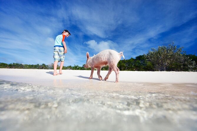 Harbour Island Swimming Pigs and Beaches Boat Tour With Lunch - Key Points