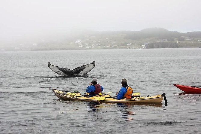 Harbour Kayak Tour - Key Points