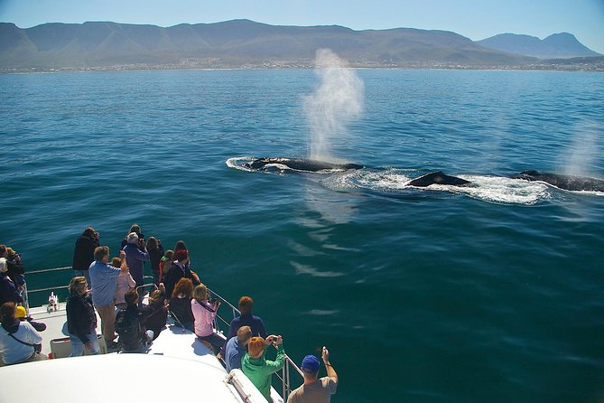 Hermanus Whale Watching Shared Boat Trip and Private Wine Tour From Cape Town - Whale Watching Adventure