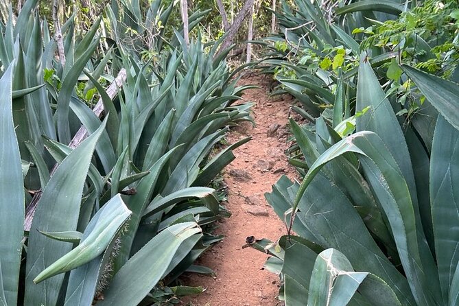 Hike Goto Flamingo Meer Trail & Explore North Bonaire - Pickup Information