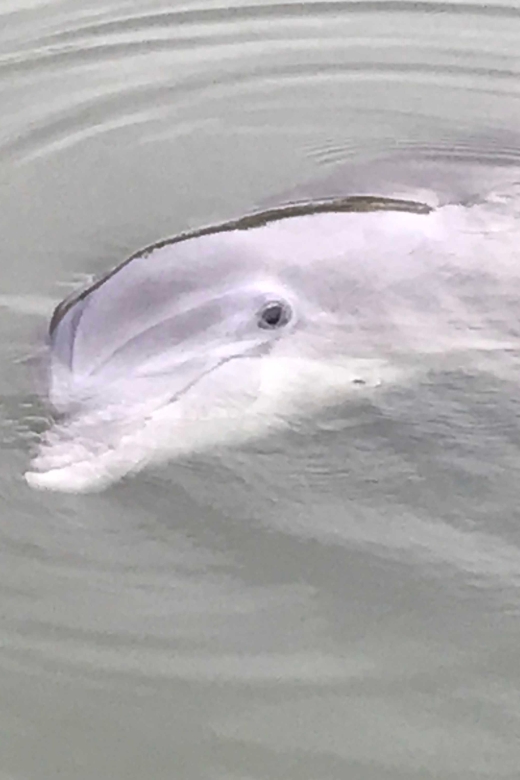 Hilton Head Island: 90-Minute Dolphin & Nature Tour - Key Points