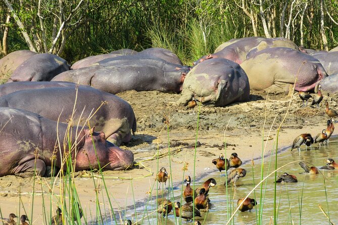 Hippo and Croc Boat Cruise in Saint Lucia With Pick-Up - 2-Hour Cruise Around Isimangaliso Wetlands Park