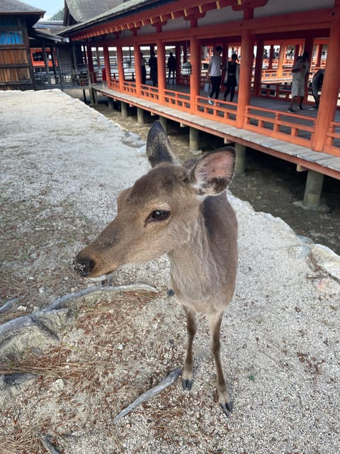 Hiroshima & Miyajima Tour Review: A Local Experience - Key Points