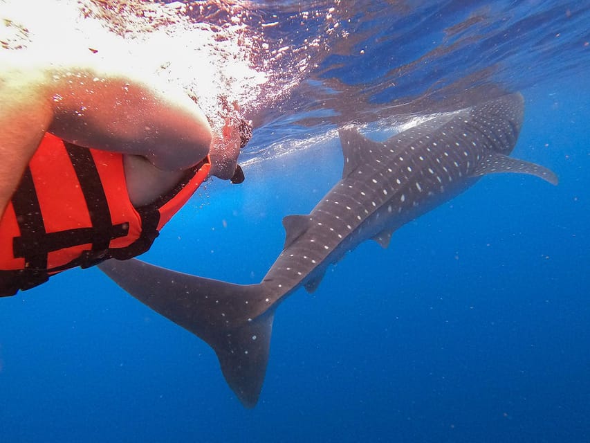 Holbox: Swimming With Wild Whale Sharks Boat Trip - Key Points