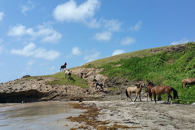 Horseback Riding Adventure Tour in St. Lucia - Tour Overview and Experience