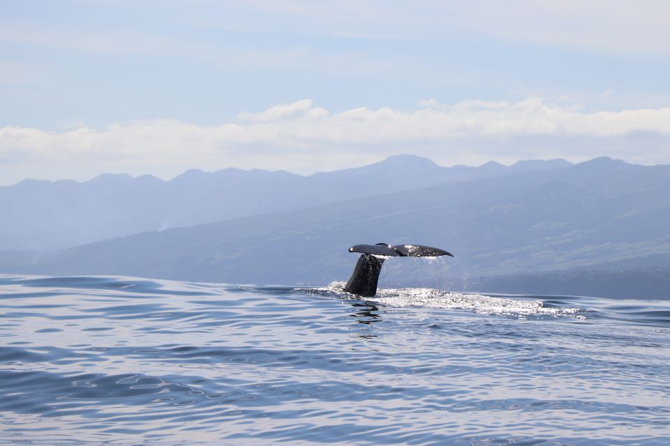 Horta: Whale and Dolphin Watching Expedition - Key Points