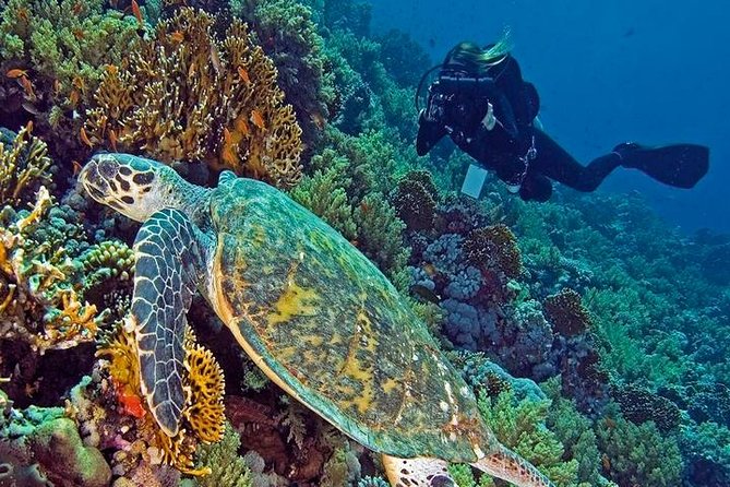 Hurghada Daily Scuba Dive Trip - Key Points