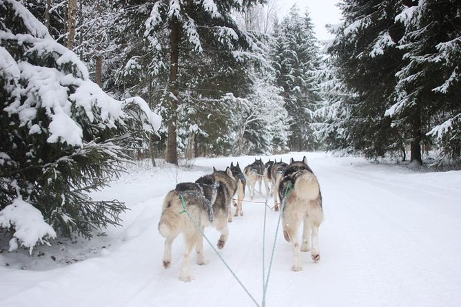 Husky Dog Sledding Tour From Riga - Key Points