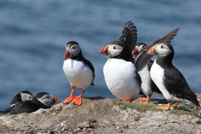 Inner Farne National Trust Bird Sanctuary 3 Hr Trip To The Farne Islands Key Points